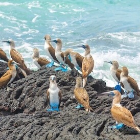 blue-footed-booby galápagos-islands ecuador